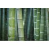 AttractionOil.com Men's Bamboo Scented Pheromone Oil (Roll On)
