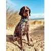 Dino Rawr Dog Collar - Large size