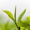 Pinhead Gun Powder Extra Fine Grade 8oz Green leaf tea