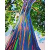 Eucalyptus deglupta | Rainbow-Eucaly