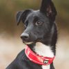 Hurtta Coral Camo 55-65cm Medium Dog Collar