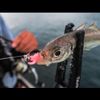 DAIWA Worm Breaking Beam 1.3, Squid Goro Black