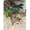 Komodo Wooden Hide for Reptiles, Large Size