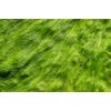Pure Herbs: Irish Moss -  1 oz.