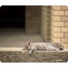 Atomic Market Squirrel Just Laying Around Funny Thick Mouse Pad