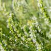 HYSSOPUS OFFICINALIS WHITE 100 SEEDS