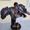 AUTHENTIC Colocasia  Blue Velvet 1 bulbs
