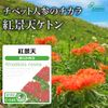 【リプサ公式】 紅景天 約1か月分 C-144