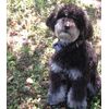 Express Trainer Remote Dog Training Collar FACTORY DIRECT From HIGH TECH PET