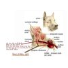 INFECTION DEL OIDO EN MASCOTAS  - OTITIS -enrojecimient