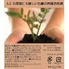 Coconut Soap, 2.8 oz (80 g), Cold Process, Additive-Free Soap, Made in Japan, Made in Japan