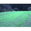Annual Rye Grass 5.5 lbs Grass Seed Fast Growing Winter Fall Rye Grass FAST SHIP