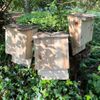 Selections Large Wooden Bat Box