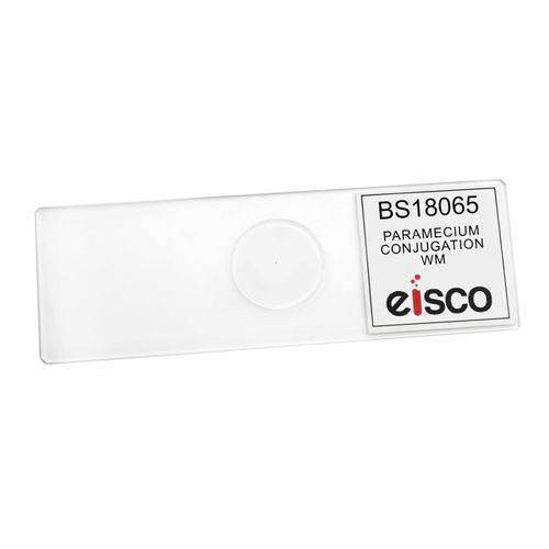 EISCO Paramecium Conjugation, Whole Mount - Prepared Microscope Slide - 75 x 25mm - Biology & Microscopy
