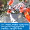 API POND ALGAE CURE Control Solution, Safe For Pets When Used As Directed, 473 ml Bottle