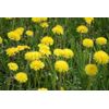 diuretics for water retention - DANDELION ROOT 520MG - digestion supplements 2B