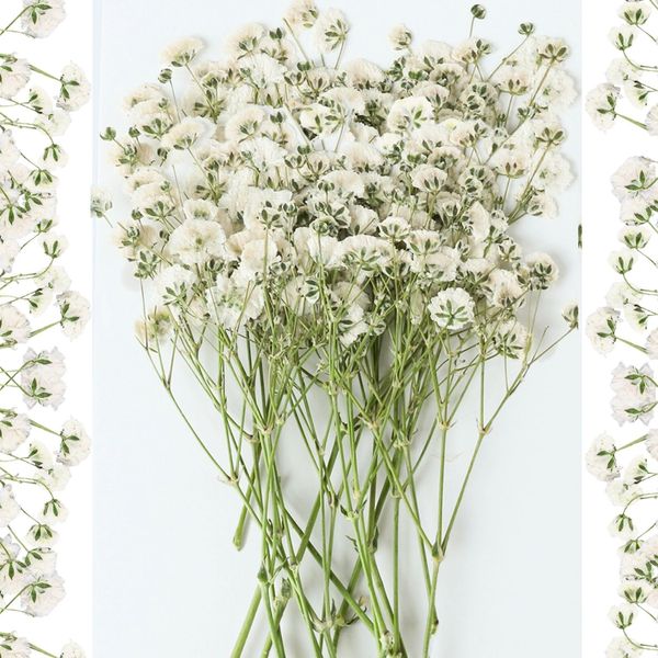 30Pcs Mini Dried Pressed Baby's Breath Flowers Bulk - 100% Natural Flat Real Gypsophila Dried Pressed Flowers for Resin, Wedding Invitation, Scrapbooking, Candle Making, Paper Crafts