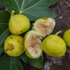 White Marseille Fig - 2 Cuttings - PLUS WILLOW WATER FOR ROOTING!!