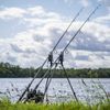 Avid Carp Lok Down 3 Rod Buzz Pods: 12 Inch
