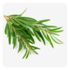 Essential Oil, 0.27 Fl Oz (3 Count) Lavender, Tea Tree,Peppermint