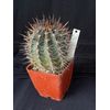 Echinopsis melanopotamica, cactus plant