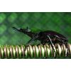 Bionik - Das Genie der Natur [Blu-ray]