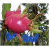 DRAGON FRUIT  CUTTING 10-14 Inches Check Description