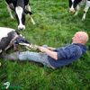 Calf Puller Chain 45" Apparatus Leg Catch Birth Cattle Veterinary Instrument