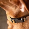 Carhartt Nylon Duck Dog Collar, Light Moss, Medium