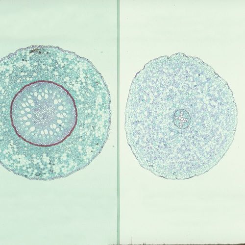 Typical Monocot And Dicot Roots, C.S., 12 M Microscope Slide