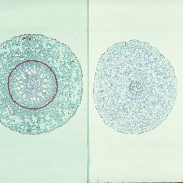 Typical Monocot And Dicot Roots, C.S., 12 M Microscope Slide