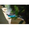Cellfast Static Sprinkler MULTICLIK тт BASIC, Coverage up to 113 m², Five Types of Flow,50-455