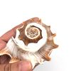 PEPPERLONELY 3 PC Caribbean Crown Conch Shells, 3 Inch ~ 3-1/2 Inch