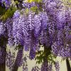 Stunning Live 1 Potted Chinese Blue Weeping Wisteria Tree Fresh Plant