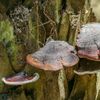 Palm Polypore (Ganoderma boninense) Liquid Culture