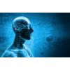 brain brain - ADAPTOGEN COMPLEX - ashwagandha and rhodiola combination 1B