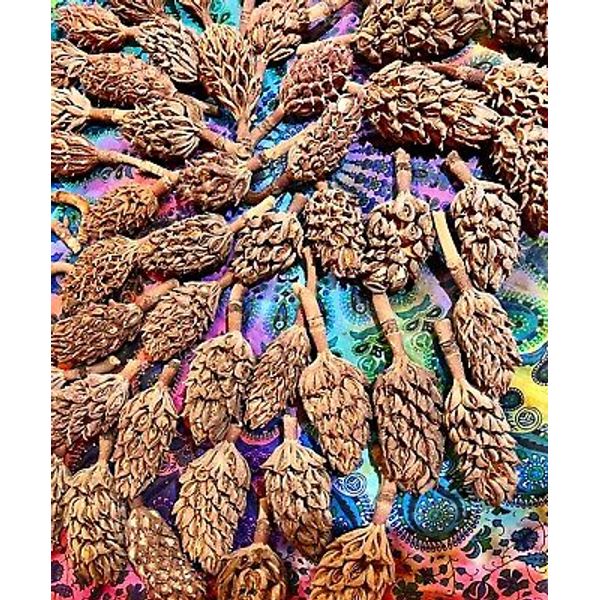 100Big+100Sm Organic Magnolia Seed Pods Heat Treated Pet Reptile Vivarium Isopod