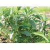 Luster Leaf 1050 Prop Ups, 40-Inch Height