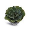 Echeveria Glauca Blue Rose Succulents, 4" Pot
