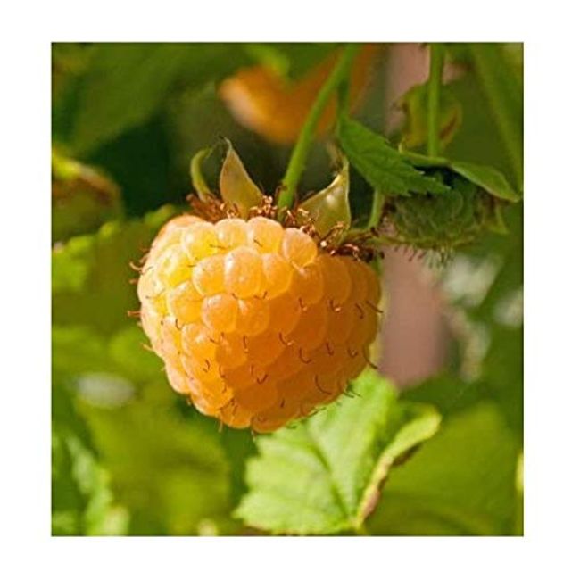 3 Anne Golden EverBearing Raspberry Plants - Large 2 Year Old Plant - Large Sweet