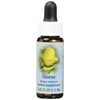 Flower Essence Services Gorse Dropper, 0.25 Ounce