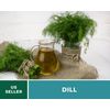 Dill, Bouquet - 100 Seeds - Culinary Herb - Heirloom - NonGMO