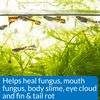 API Liquid Fungus Cure, 4-Ounce