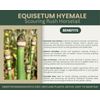 Equisetum hyemale | Scouring-rush Horsetail | Bareroot | Ancient | Pond | Water