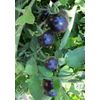 BLUE TOMATO * HEALTHFUL * ANTIOXIDANT *
