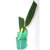 4 Pink Hawaiian Tropical Mix: Cattleya, Plumeria,Ginge