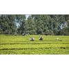 YANI TEA - 100% Natural Premium Orthodox Purple Tea