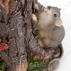Realistic Cat Perched on Tree Stump w Inquisitive Mouse Garden Sculpture Statue