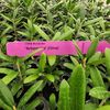 Olive Tree "Arbequina" Set of 4 Starter Live Plants.