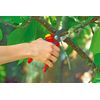 WOLF-Garten RS4000 Anvil Secateurs, Red, 29x3.8x2.8 cm